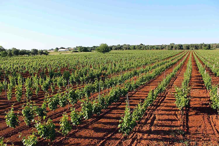 (Sessantanni di Cantine San Marzano Icona della viticoltura pugliese) (Sessantanni di Cantine San Marzano Icona della viticoltura pugliese)
