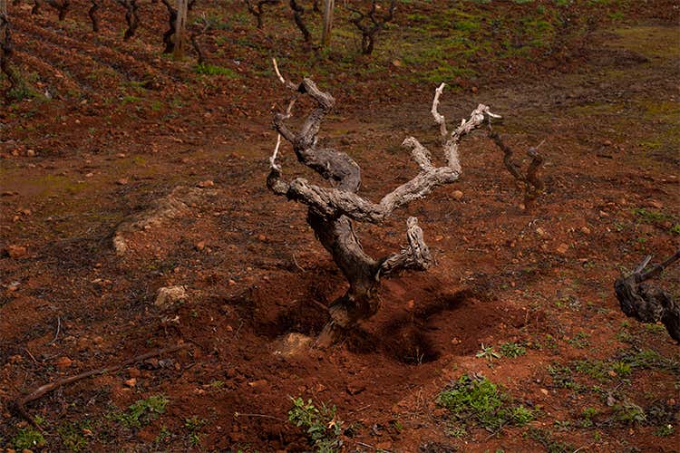 San Marzano celebra il Primitivo  con Sessantanni e Anniversario 62