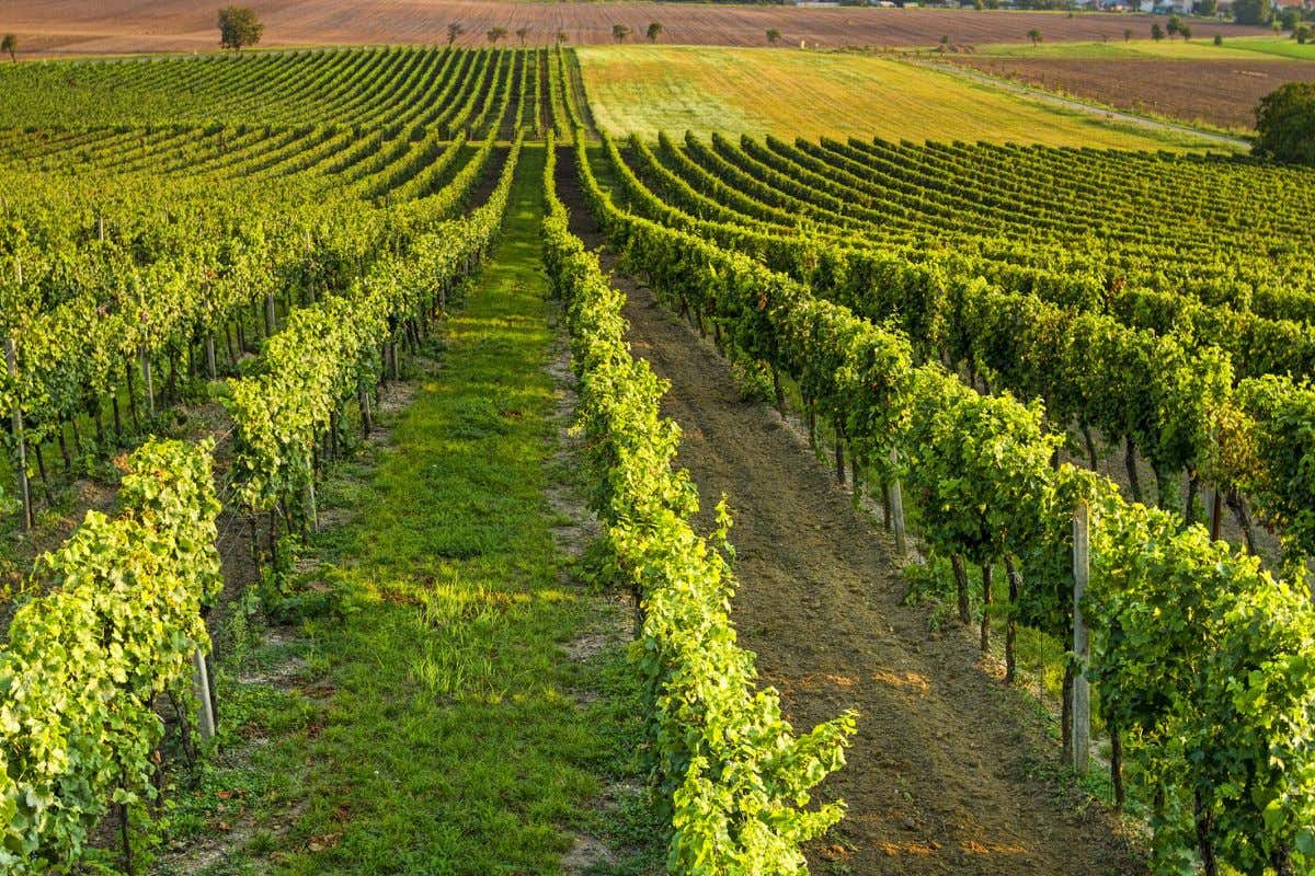In vigna per vivere il fascino della vendemmia in Toscana con Cantine Aperte