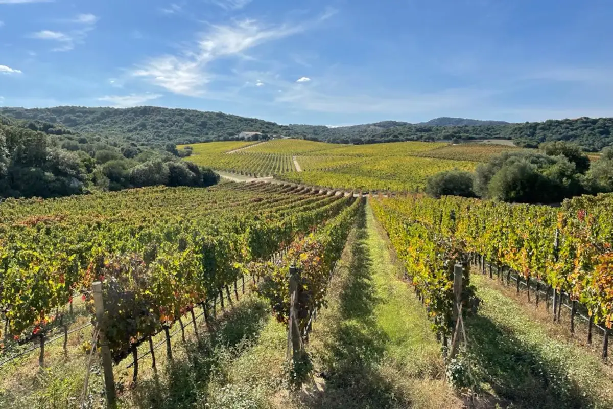 I vigneti di Capichera&nbsp; A volte ritornano: Carlo Bonomi in Sardegna compra Capichera