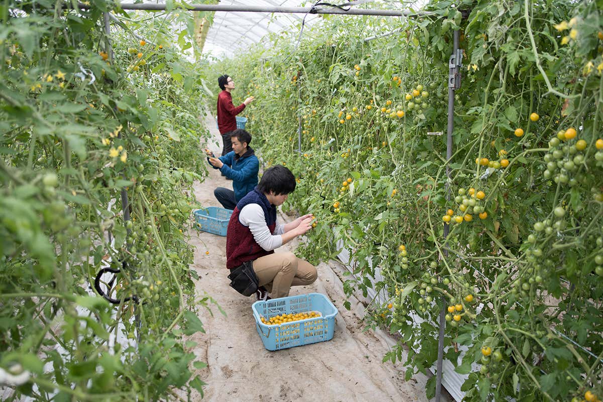 Svolta nella lotta al caporalato Caporalato, una Consulta per combattere lo sfruttamento in agricoltura Svolta nella lotta al caporalato Caporalato, una Consulta per combattere lo sfruttamento in agricoltura