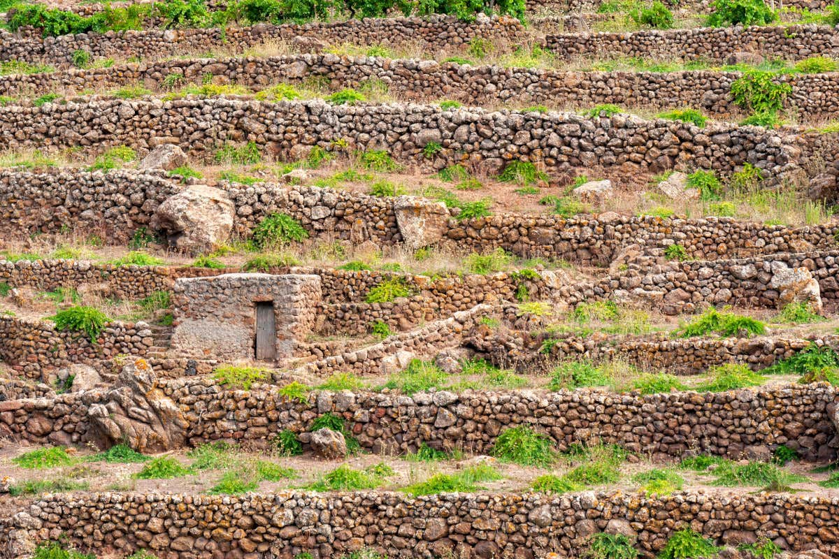 Il cappero di Pantelleria è a rischio: manca la manodopera per la raccolta Il cappero di Pantelleria è a rischio: manca la manodopera per la raccolta