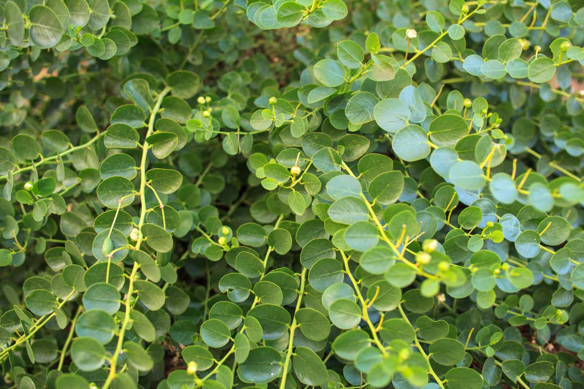 Il cappero di Pantelleria è a rischio: manca la manodopera per la raccolta Il cappero di Pantelleria è a rischio: manca la manodopera per la raccolta