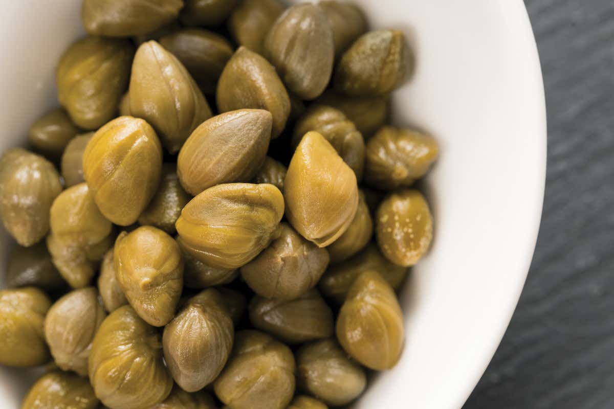 Il cappero di Pantelleria è a rischio: manca la manodopera per la raccolta