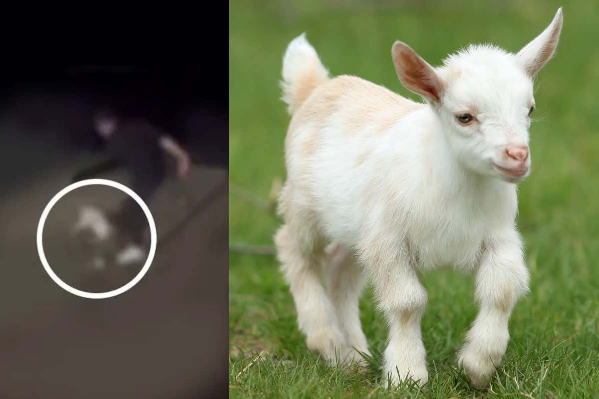 Capretta presa a calci e uccisa da 18enni in un agriturismo di Anagni Capretta presa a calci e uccisa da 18enni in un agriturismo di Anagni