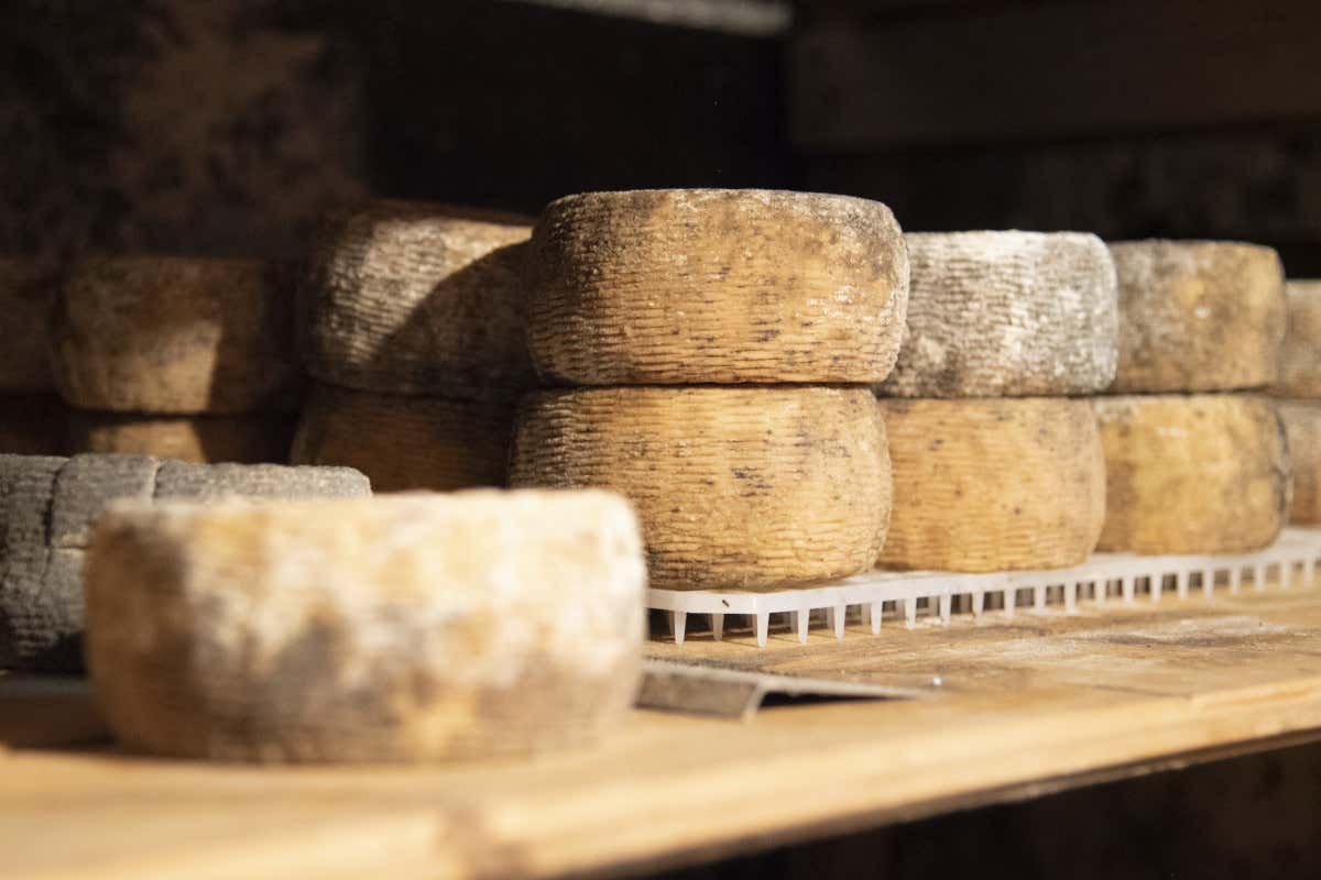 Che cosa sapere sui caprini d’Aspromonte, nuovo Presidio Slow Food