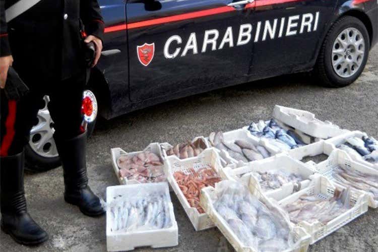 Blitz dei carabinieri a Napoli e Ascoli Sequestrate 2 tonnellate di pesce Blitz dei carabinieri a Napoli e Ascoli Sequestrate 2 tonnellate di pesce