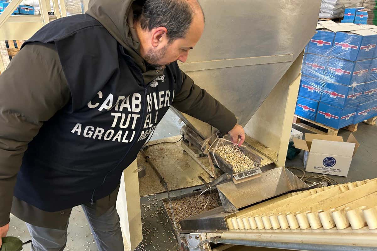 Nel Reggiano maxi sequestro di cereali e legumi non tracciati e infestati da roditori