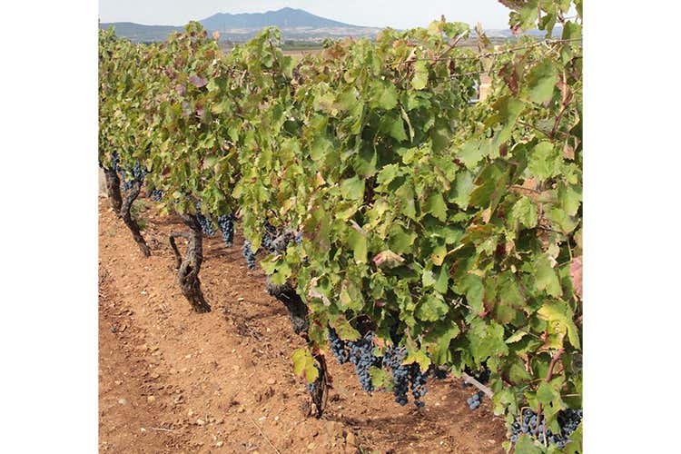 (Carato Venusio di Cantina di Venosa Tutta l’armonia dell’Aglianico) (Carato Venusio di Cantina di Venosa Tutta l’armonia dell’Aglianico)