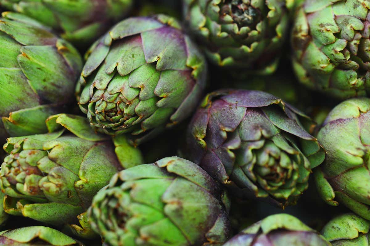 Carciofi: storia, proprietà e la verità dietro il mito di “depuratori”