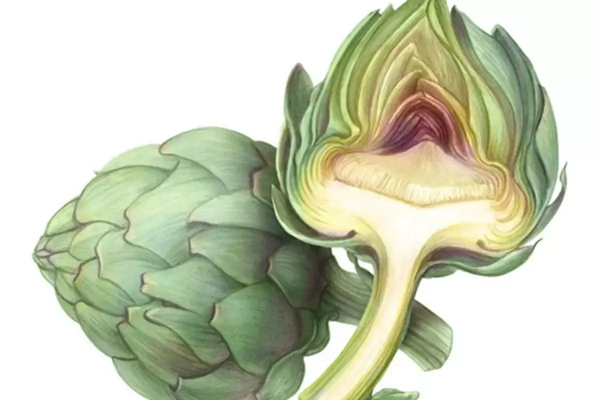 Il carciofo favorisce la digestione e l'eliminazione delle tossine dall'organismo Rimettersi in forma con il carciofo e Magrifit Detox