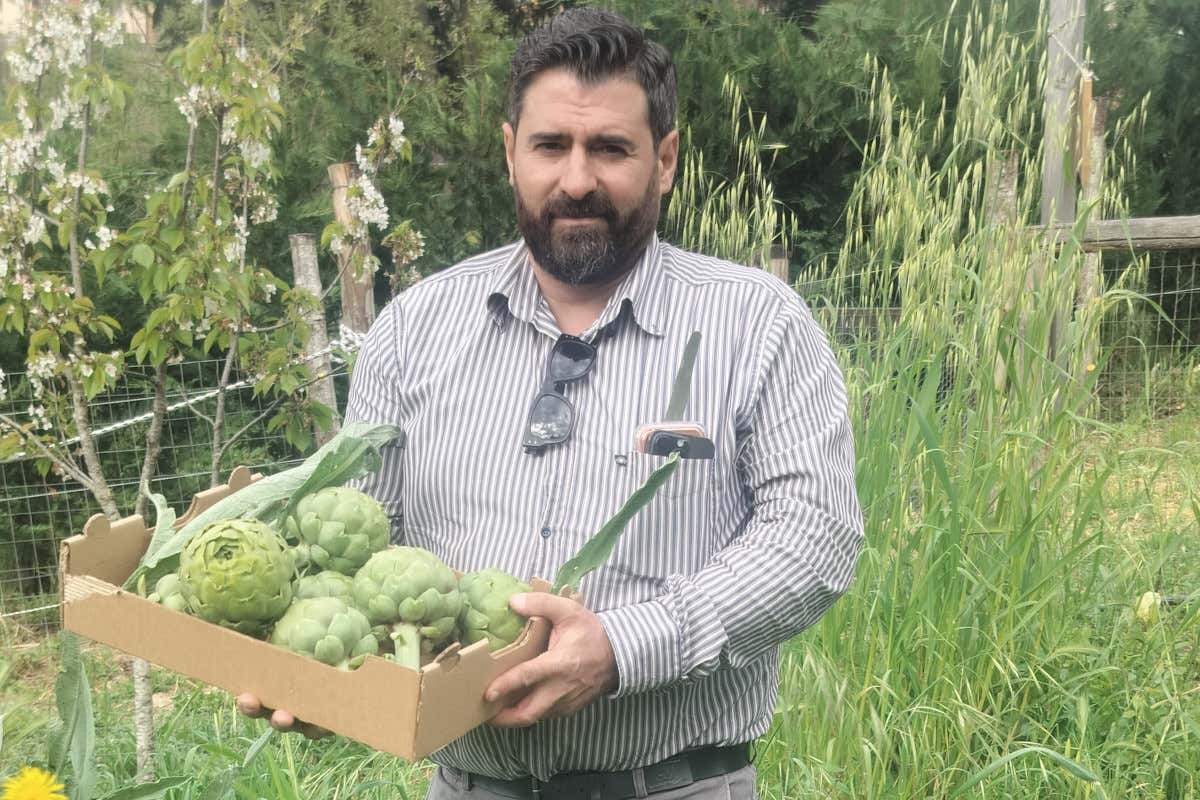 Nella Valle del Tanagro nasce uno dei carciofi più ricercati dagli chef italiani