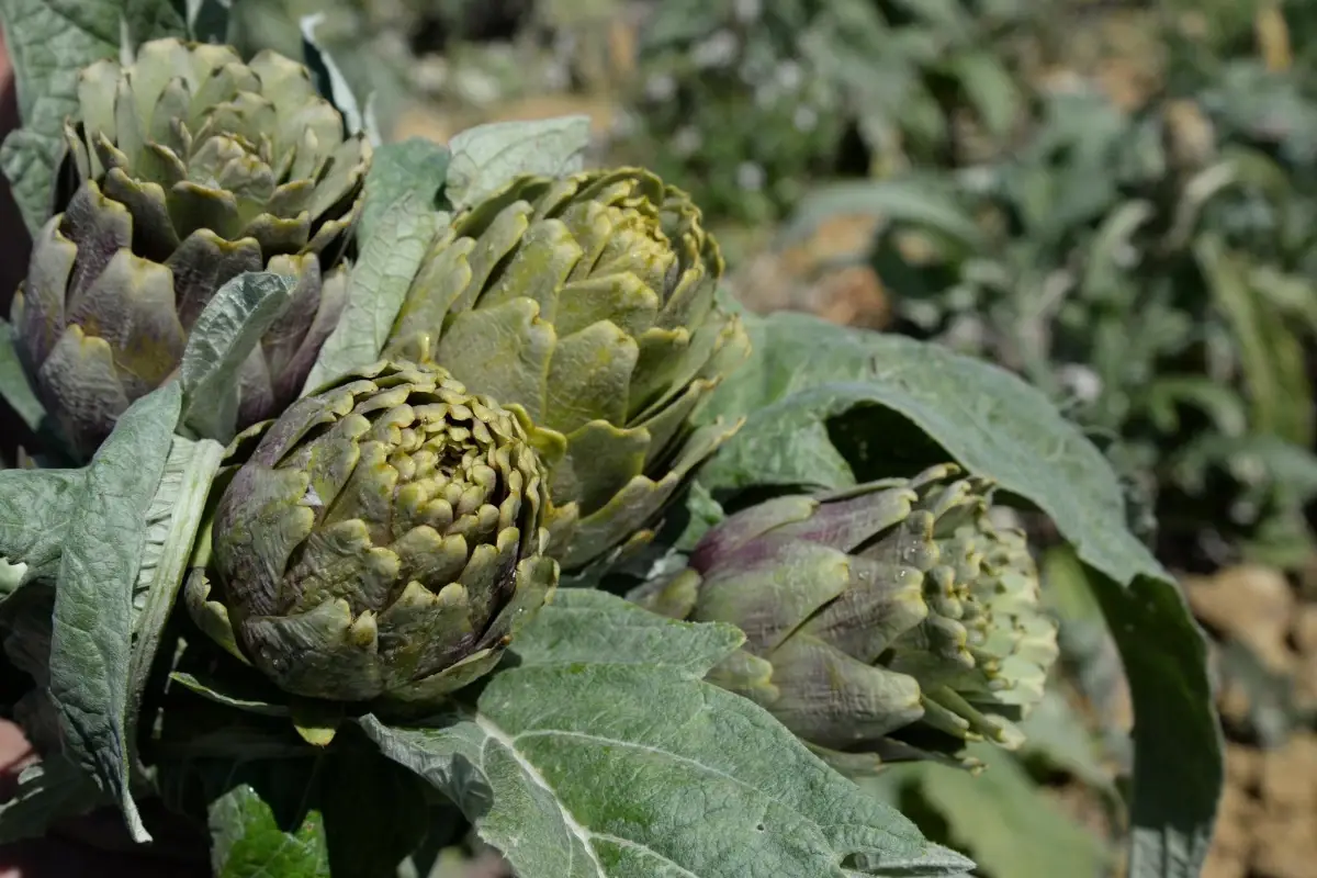 In Sicilia c'&egrave; un nuovo Presidio Slow Food: &egrave; il carciofo di Niscemi
