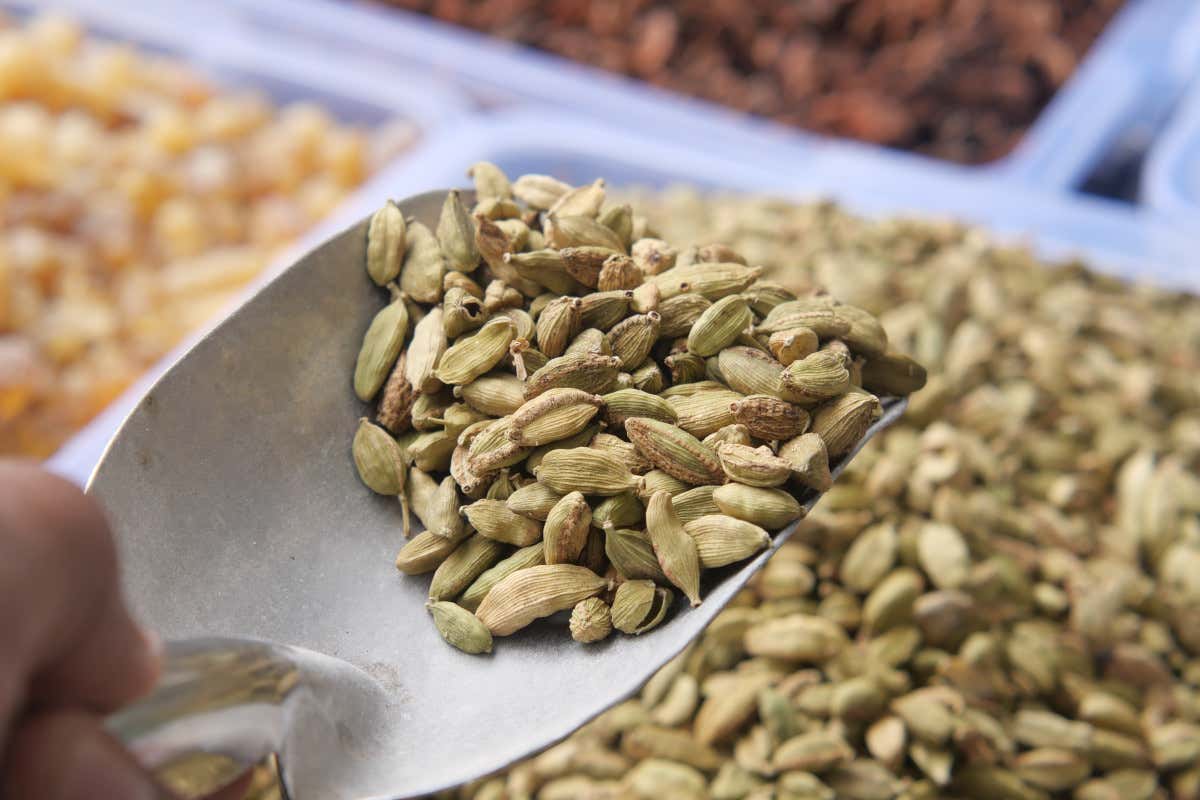 Tutto sul cardamomo, la spezia che porta salute e creatività in cucina