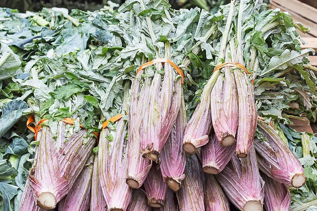 Il cardo, ingrediente principe della bagna caoda Cardo, l'ingrediente invernale che salv&ograve; la Scozia