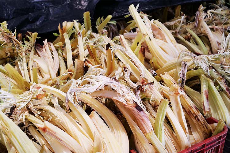 Il cardo avorio conservato nelle celle frigorifere - Il cardo avorio di Isola d&rsquo;Asti Genuino e versatile in cucina
