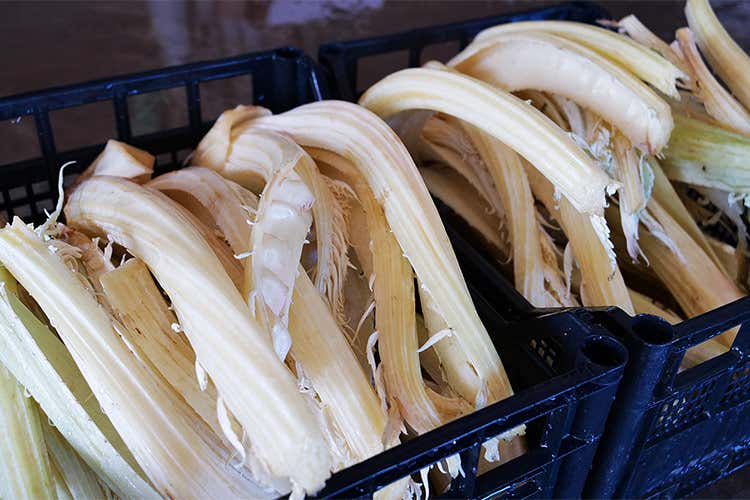 Il cardo avorio pronto per il confezionamento - Il cardo avorio di Isola d&rsquo;Asti Genuino e versatile in cucina