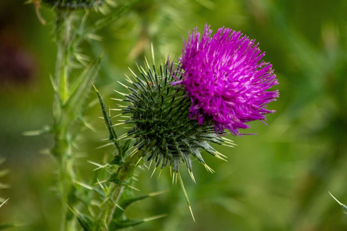 Dal Salento l'esempio di un uso intelligente in cucina delle erbe spontanee