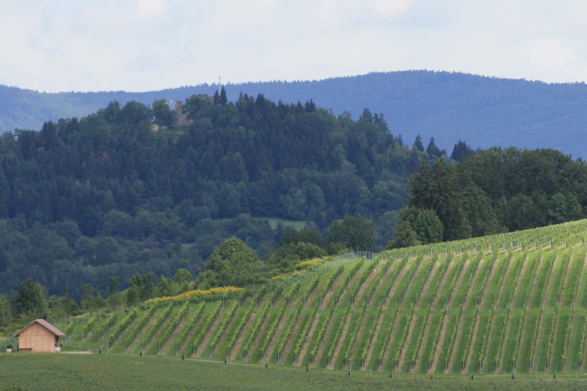 Vinum Virunum Weingarten In Carinzia risorge il vino. Spunto per i wine lovers Vinum Virunum Weingarten In Carinzia risorge il vino. Spunto per i wine lovers