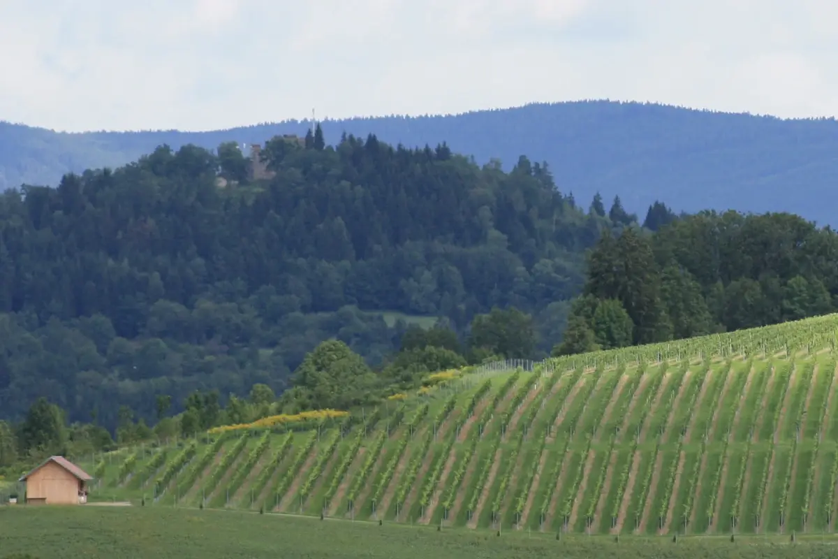 Vinum Virunum Weingarten In Carinzia risorge il vino. Spunto per i wine lovers