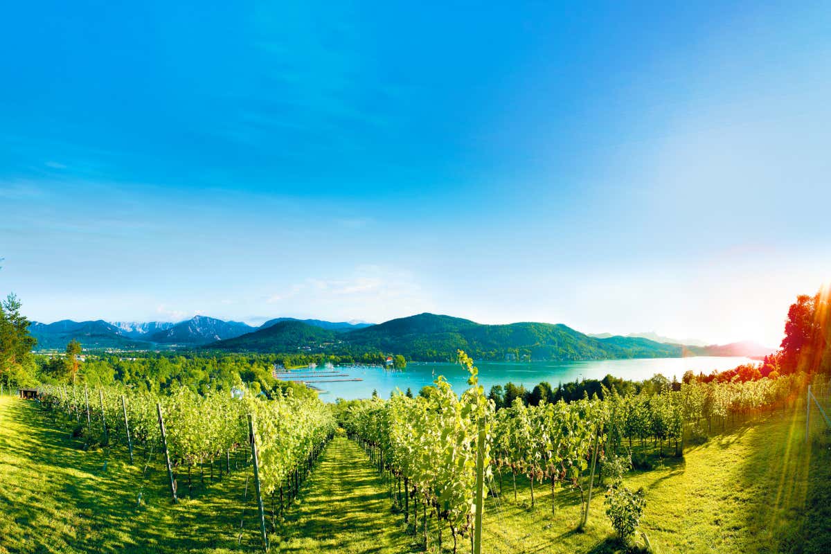 Seewiese In Carinzia risorge il vino. Spunto per i wine lovers Seewiese In Carinzia risorge il vino. Spunto per i wine lovers