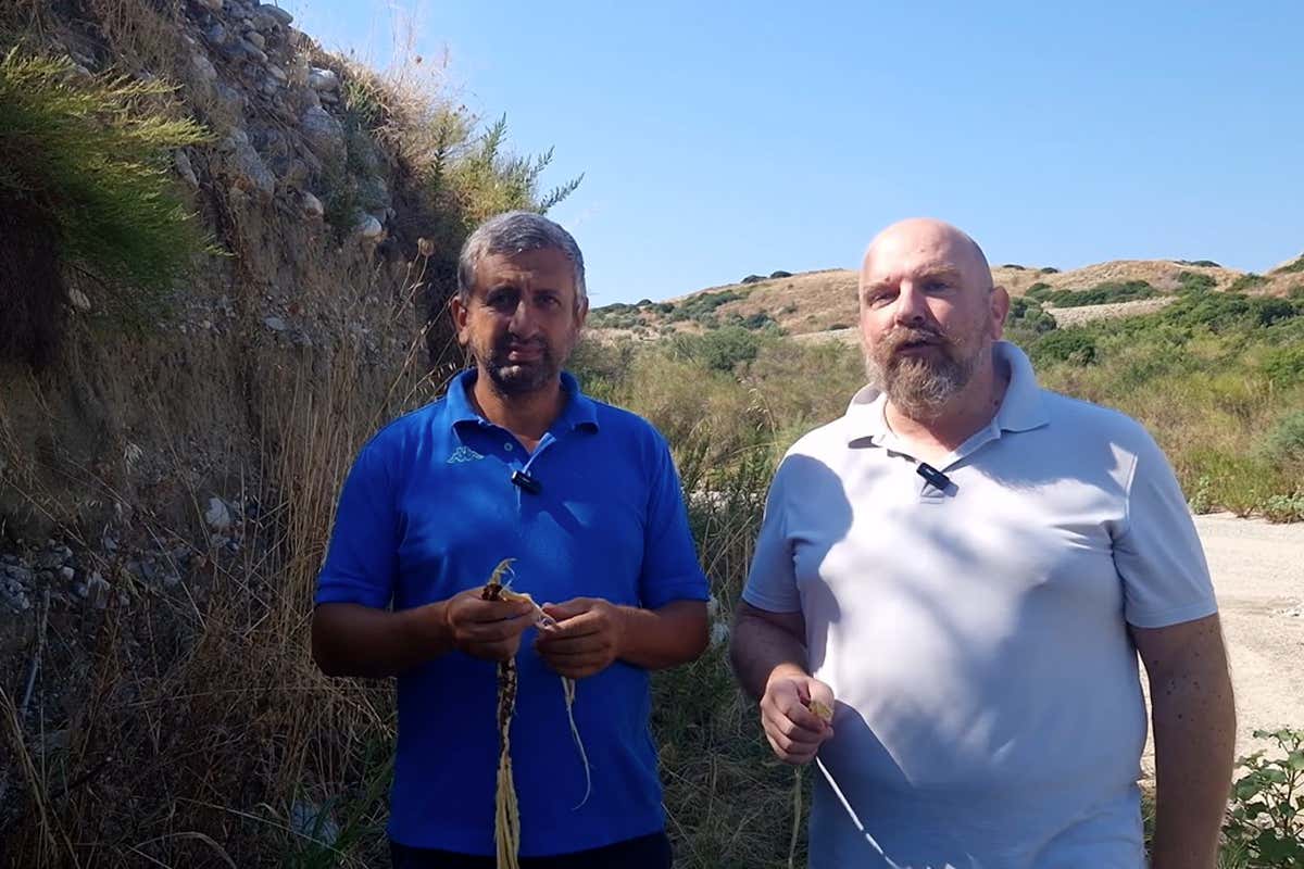 Liquirizia nel tè: proprietà della radice e verità sulla pressione alta