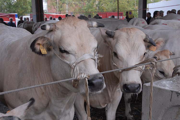 La carne Piemontese verso l’Igp Tradizione con oltre un secolo di storia La carne Piemontese verso l’Igp Tradizione con oltre un secolo di storia