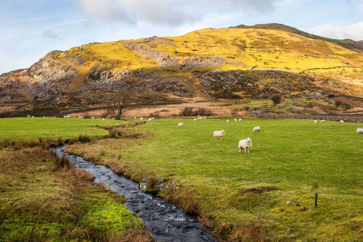Carne gallese, verso allevamenti sempre pi&ugrave; sostenibili