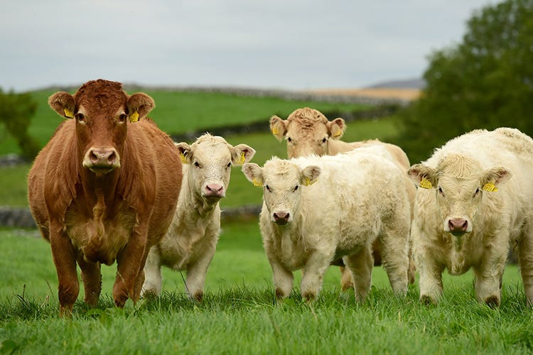 Allevamenti irlandesi - Carne rossa sì, ma di qualitàConsigliata per le future mamme