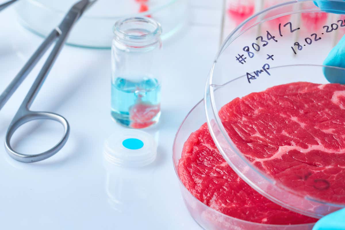 Carne coltivata, sì dell'Unione coltivatori italiana: «Risorsa per il futuro»