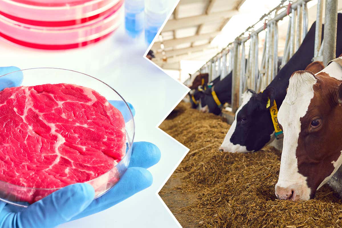 Carne coltivata, quale futuro? Il no italiano non convince tutti...