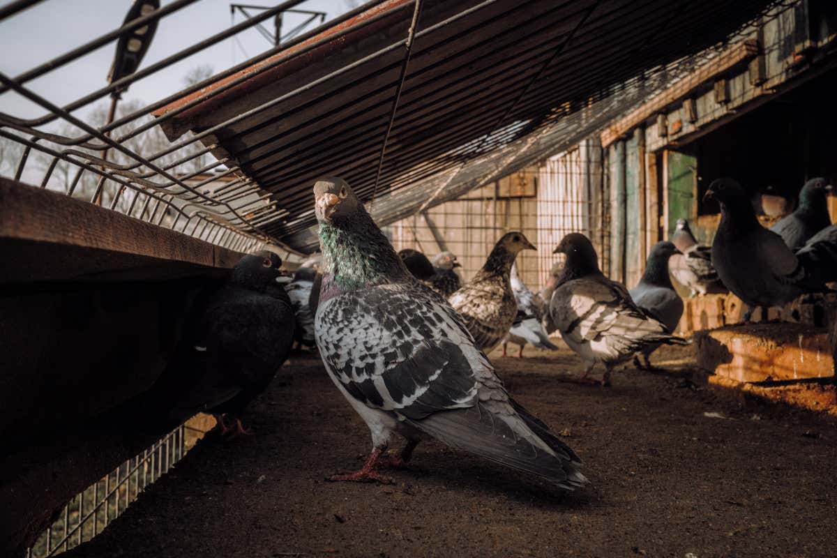 Tutto sulla carne di piccione: miti, proprietà e realtà nutrizionale