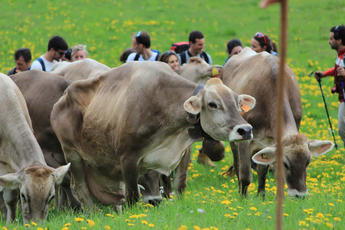 Estate in malga con Visit Zoncolan tra escursioni guidate e sapori antichi