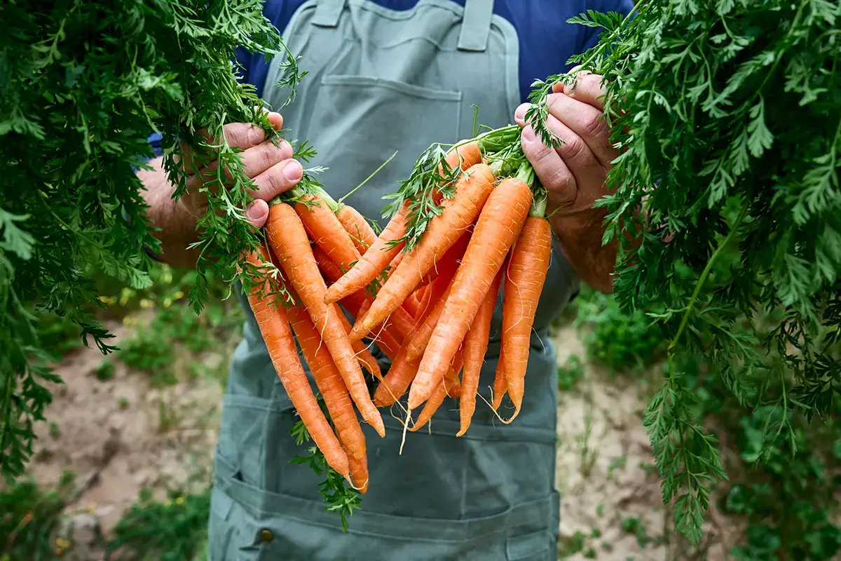 Ortaggio versatile dalle tante propriet&agrave; Perch&eacute; il 4 aprile in tutto il mondo di festeggia la carota?