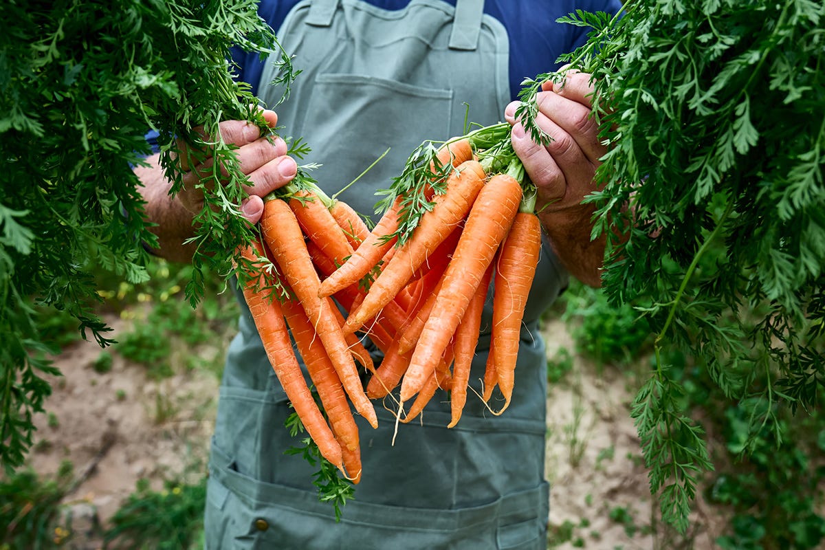 Le carote aiutano a mantenere l’abbronzatura, vero o falso?