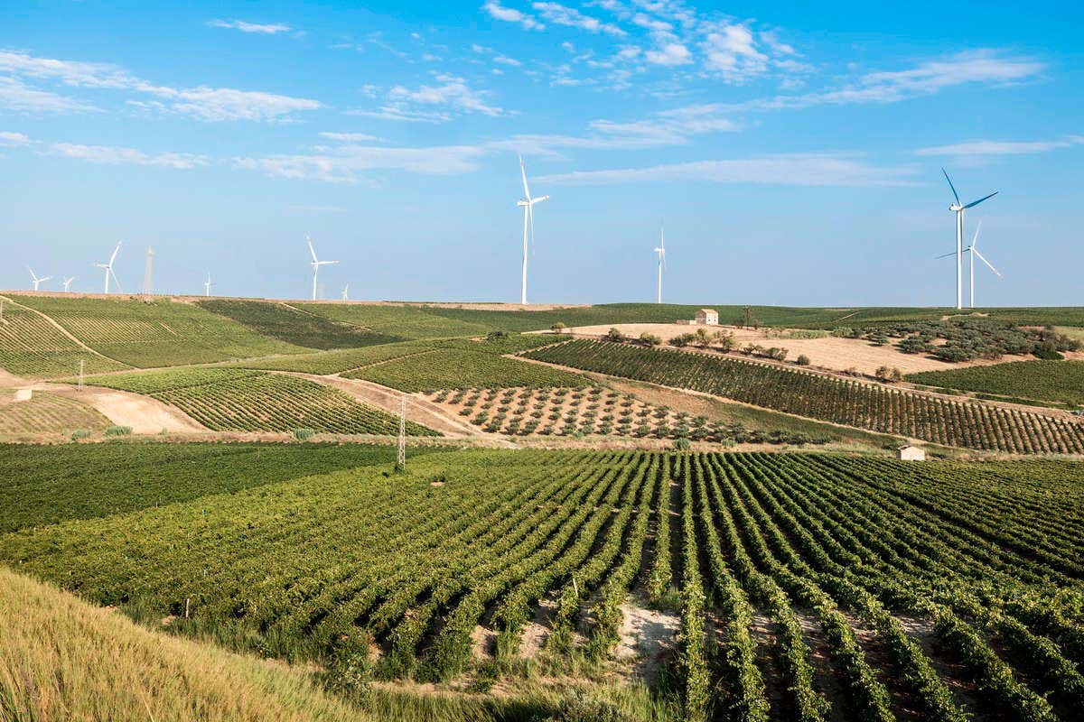 Caruso & Minini: fascino ed armonia nel Nero d’Avola riserva e nel Frappato rosé