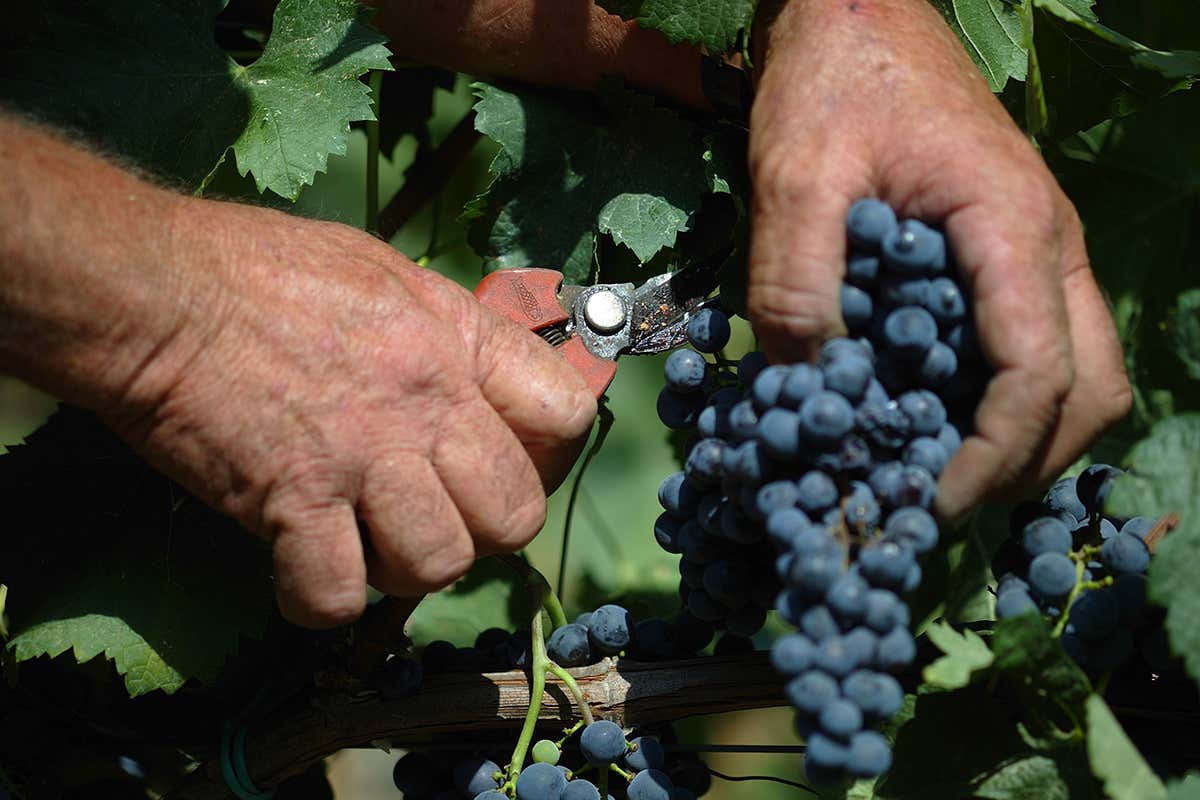 Un mestiere storico, che ha rischiato di scomparire Casadei, l'uomo del vino: &laquo;Il futuro &egrave; dei ragazzi, investiamo su di loro&raquo;