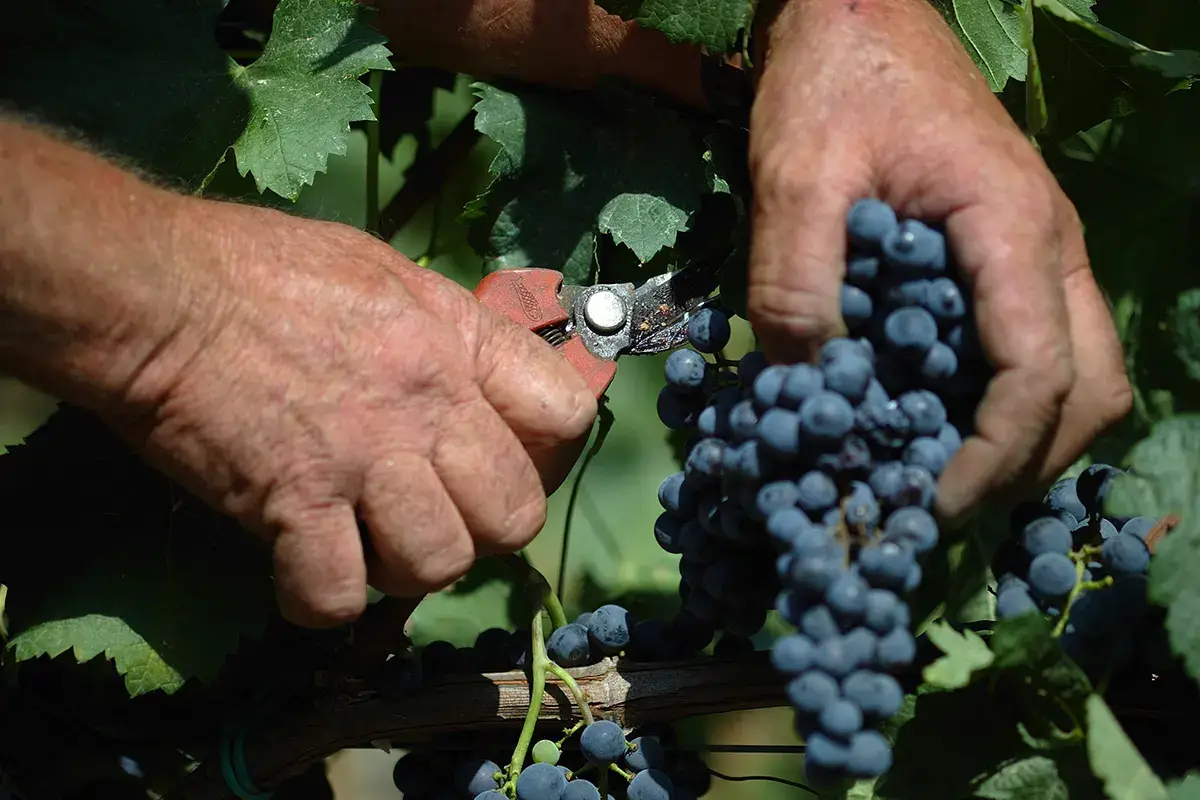 Un mestiere storico, che ha rischiato di scomparire Casadei, l'uomo del vino: &laquo;Il futuro &egrave; dei ragazzi, investiamo su di loro&raquo;