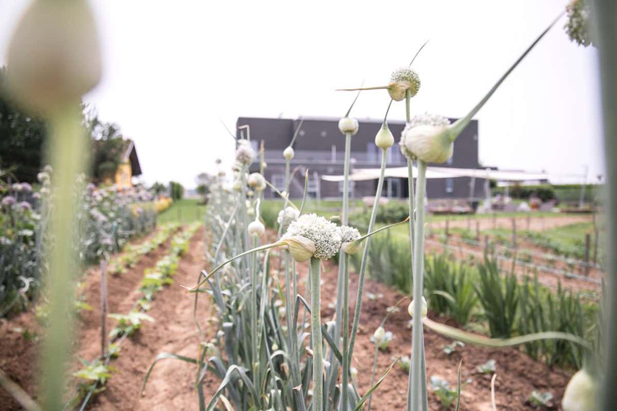 Casa Format. Fonte: Facebook Cosa “cresce” al ristorante? I migliori locali italiani con l’orto