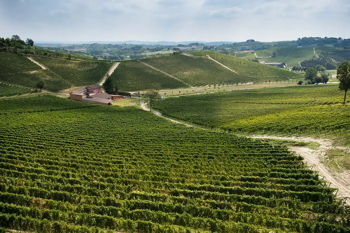 I vigneti di Cascina V&egrave;ngore Cascina V&egrave;ngore valorizza il Terre Alfieri Docg