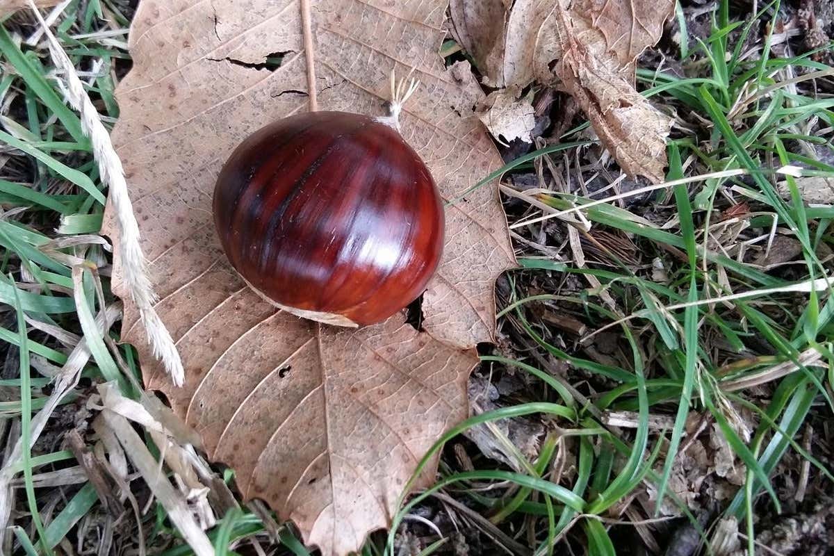 La castagna Mosciarella è un nuovo Presidio Slow Food