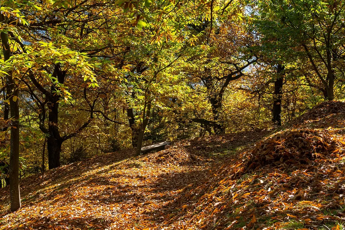 Bosco di catagne. Rene Gruber Castagne o pino mugo? I sentieri d&rsquo;autunno a Chiusa