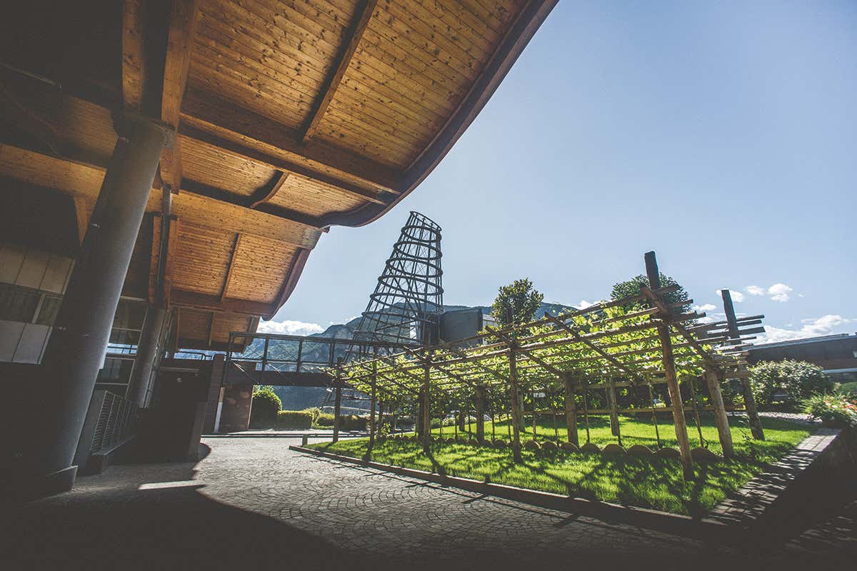 Müller Thurgau, emblema dell’agricoltura eroica in Trentino