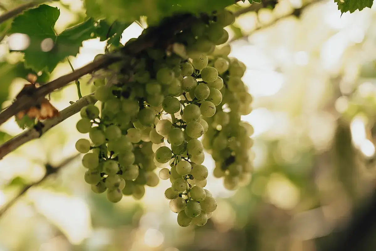 M&uuml;ller Thurgau, emblema dell&rsquo;agricoltura eroica in Trentino