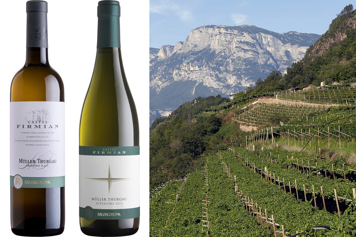 Müller Thurgau, emblema dell’agricoltura eroica in Trentino