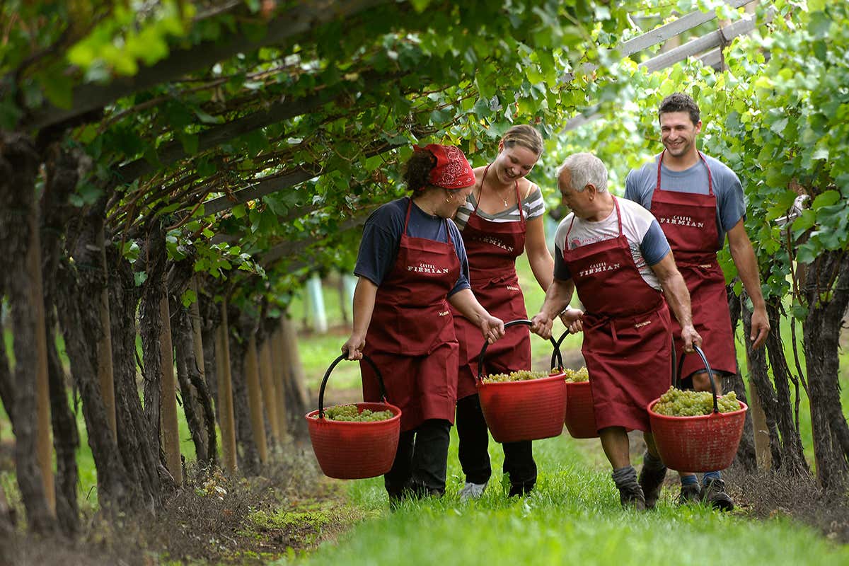 Müller Thurgau, emblema dell’agricoltura eroica in Trentino
