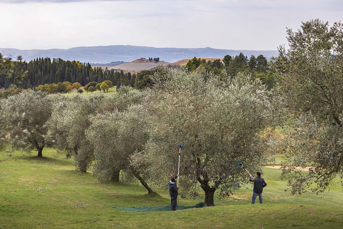La raccolta delle olive Castelfalfi, vivere l’antico borgo nel cuore della Toscana La raccolta delle olive Castelfalfi, vivere l’antico borgo nel cuore della Toscana
