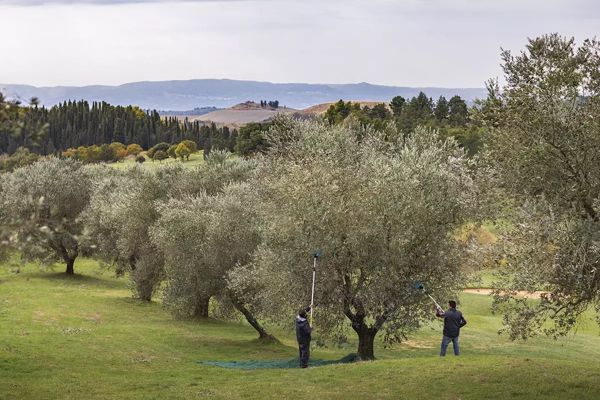 La raccolta delle olive Castelfalfi, vivere l&rsquo;antico borgo nel cuore della Toscana