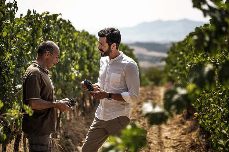 Vendemmiatore per un giorno? Nel Toscana Resort Castelfalfi di Montaione