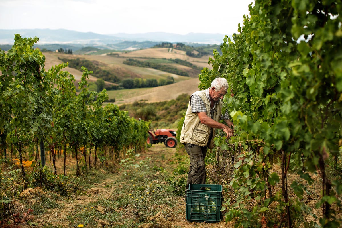 Tradizione e cultura per il vino di Castelfalfi Castelfalfi, la Toscana in bottiglia. Vino e olio 100% biologici